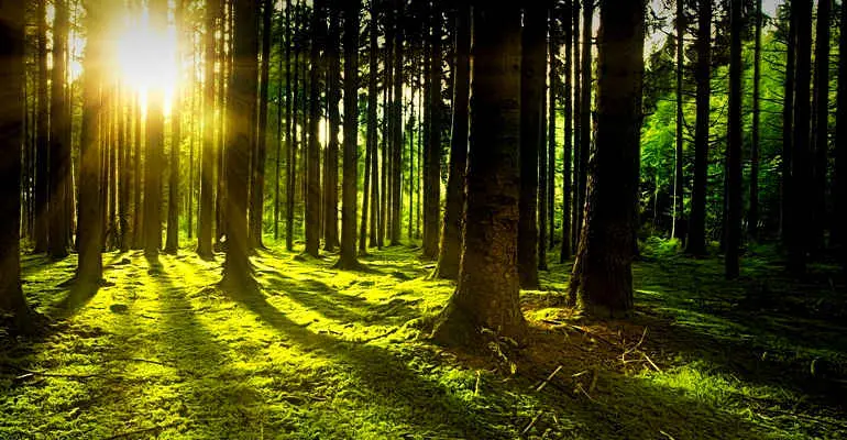 Foreste calabresi, Uncem e Legambiente chiedono una svolta