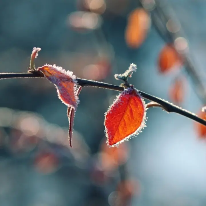 Freddo in arrivo in Calabria, temperature sotto lo zero di\u00A0notte in montagna e\u00A0primi fiocchi di neve in Sila (a ottobre)\n