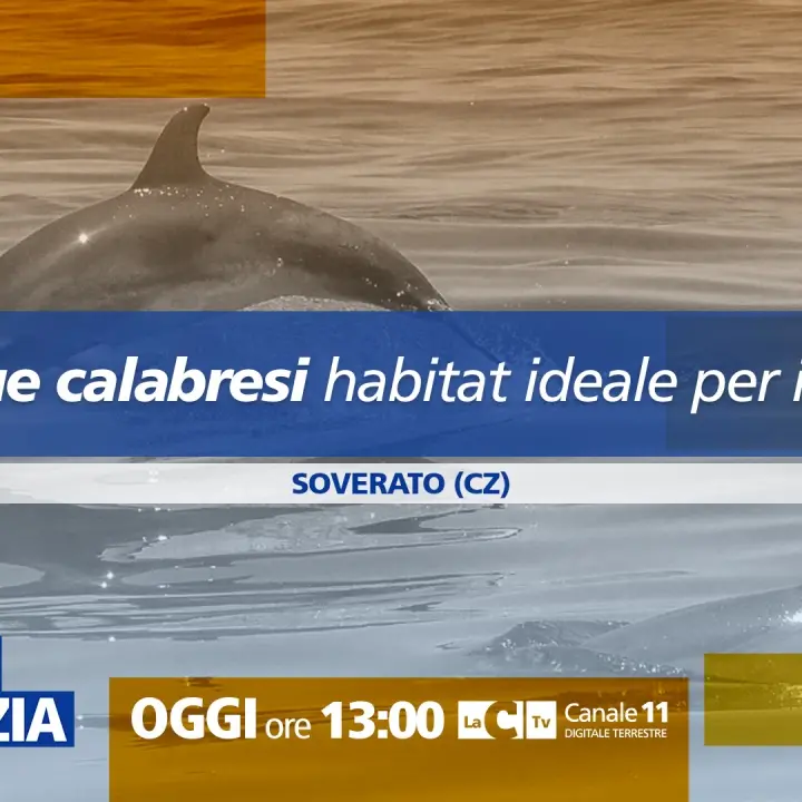 Nel mare calabrese i delfini trovano “casa”: focus a Dentro la notizia\n