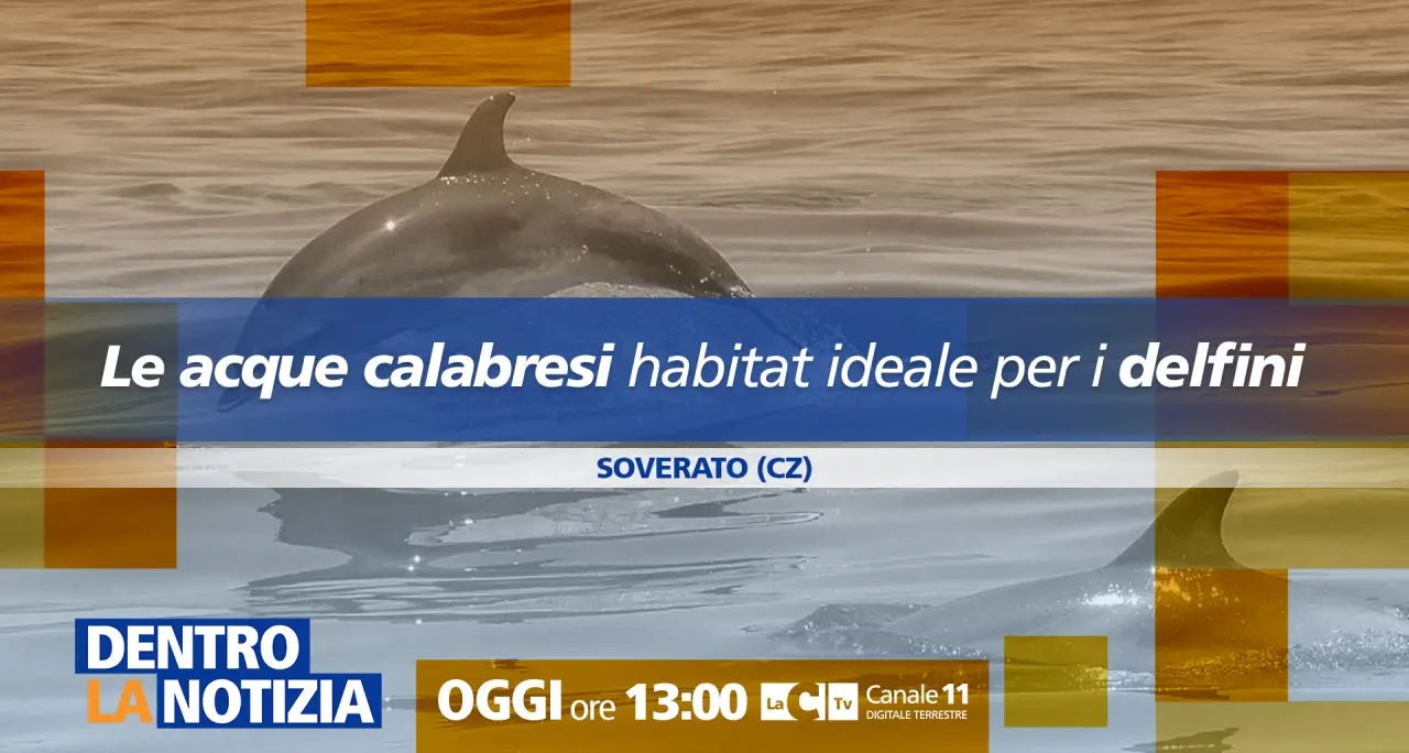 Nel mare calabrese i delfini trovano “casa”: focus a Dentro la notizia\n