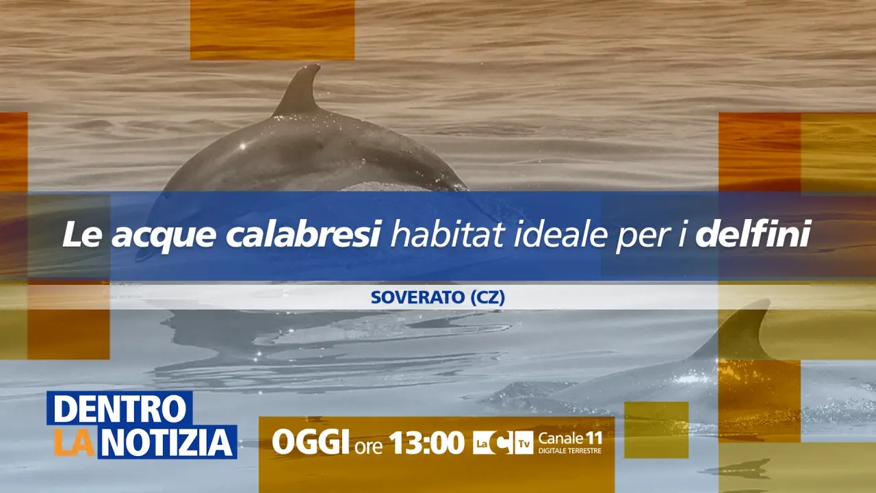 Nel mare calabrese i delfini trovano “casa”: focus a Dentro la notizia\n