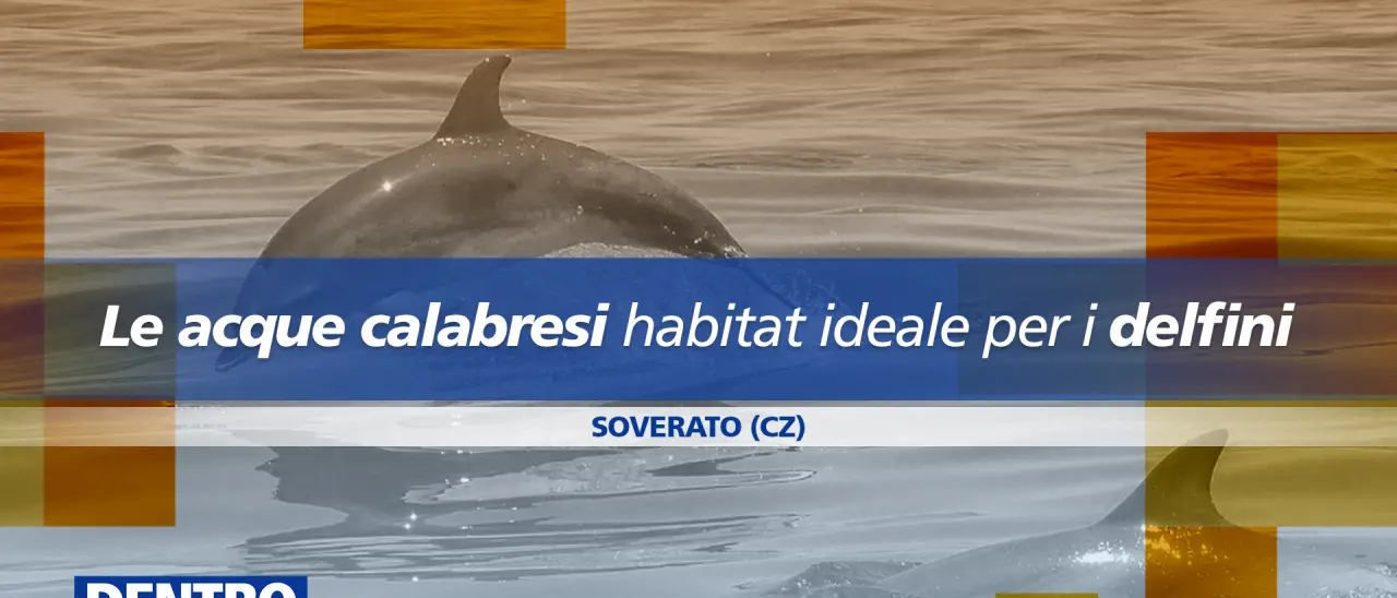 Nel mare calabrese i delfini trovano “casa”: focus a Dentro la notizia\n