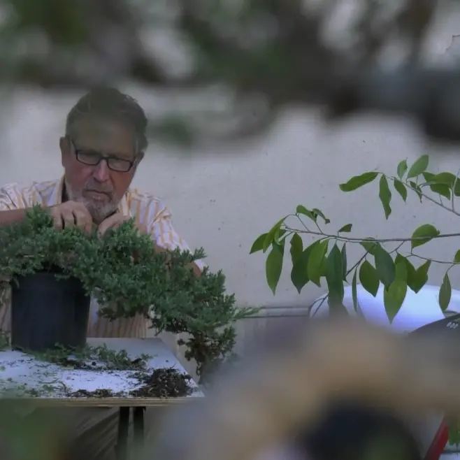 L’arte del bonsai protagonista a Catanzaro con la Mostra internazionale\n