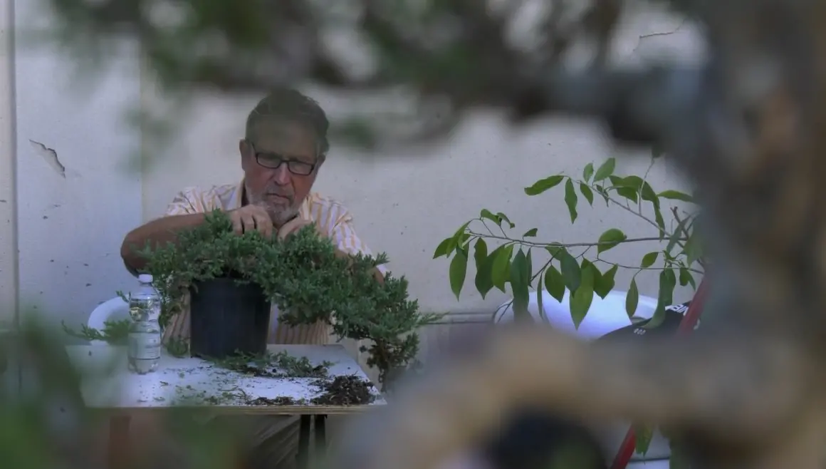 L’arte del bonsai protagonista a Catanzaro con la Mostra internazionale\n