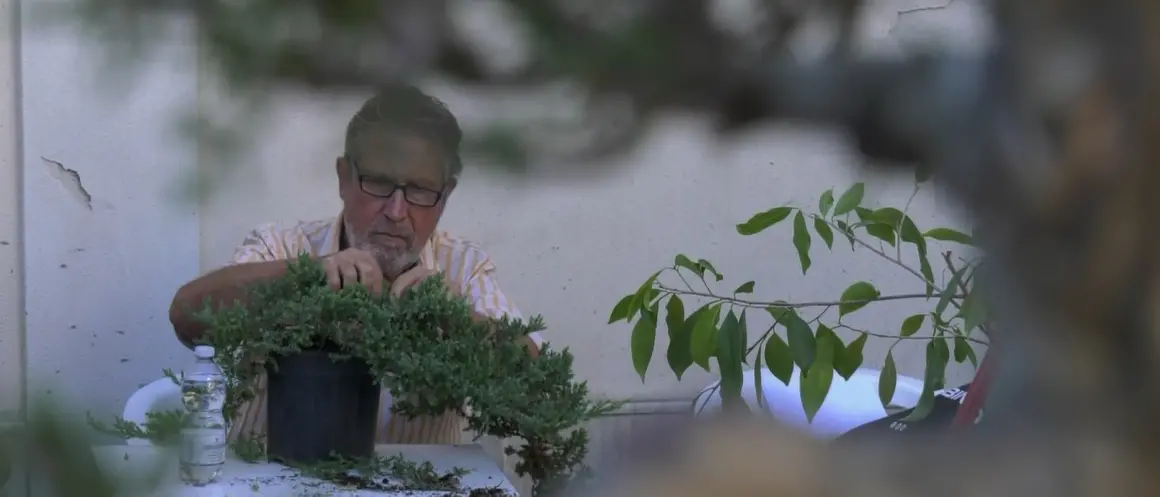 L’arte del bonsai protagonista a Catanzaro con la Mostra internazionale\n