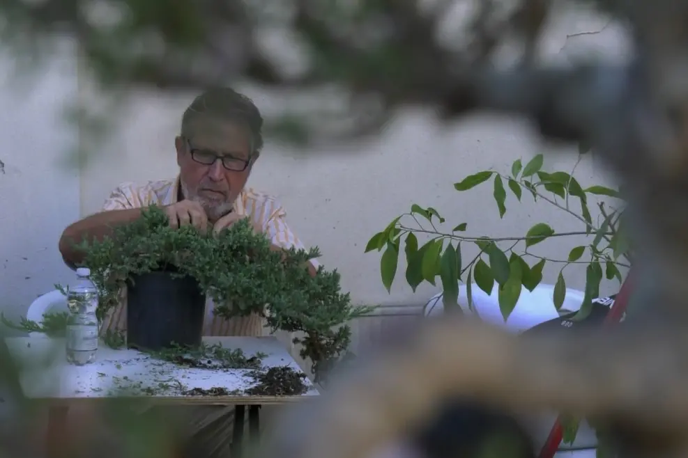 L’arte del bonsai protagonista a Catanzaro con la Mostra internazionale\n