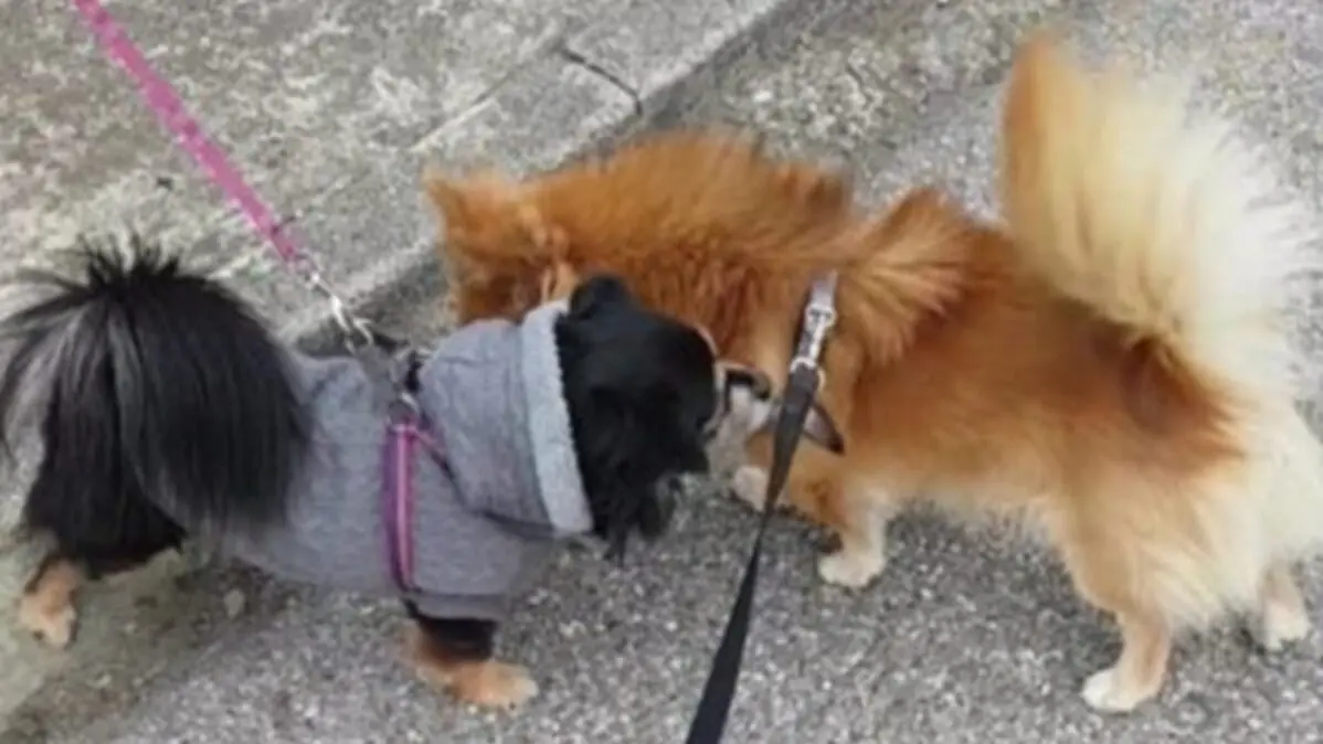 Reggio, polpette con i chiodi in una villetta: la denuncia del consigliere Caridi