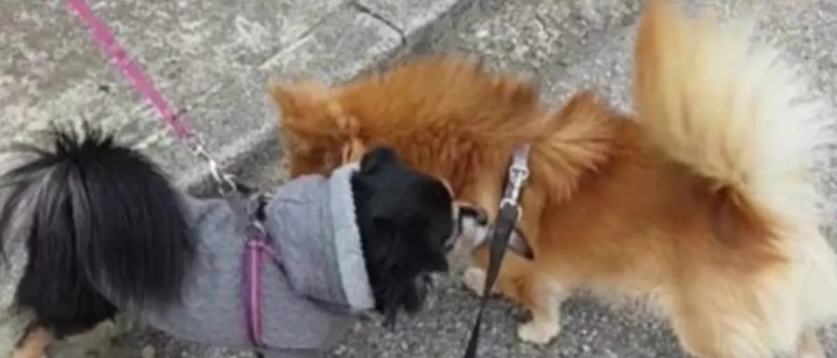 Reggio, polpette con i chiodi in una villetta: la denuncia del consigliere Caridi