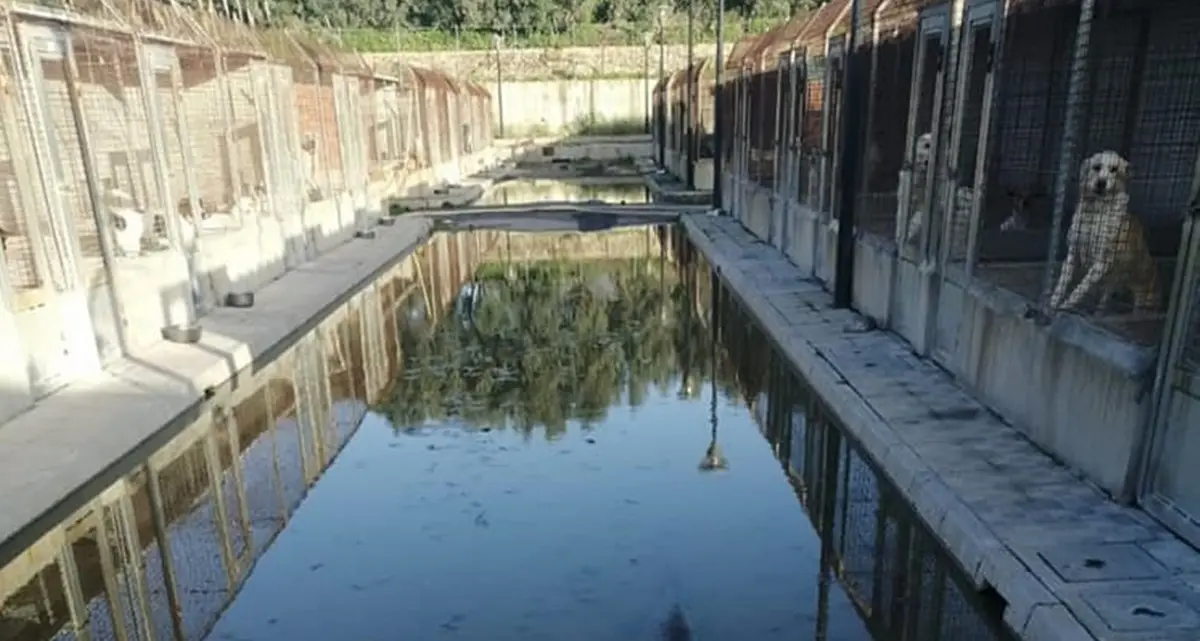 Canile di Mortara, dal sequestro al dissequestro: dieci anni di volontariato e il nodo della convenzione\n