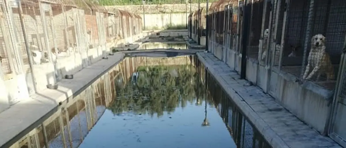 Canile di Mortara, dal sequestro al dissequestro: dieci anni di volontariato e il nodo della convenzione\n