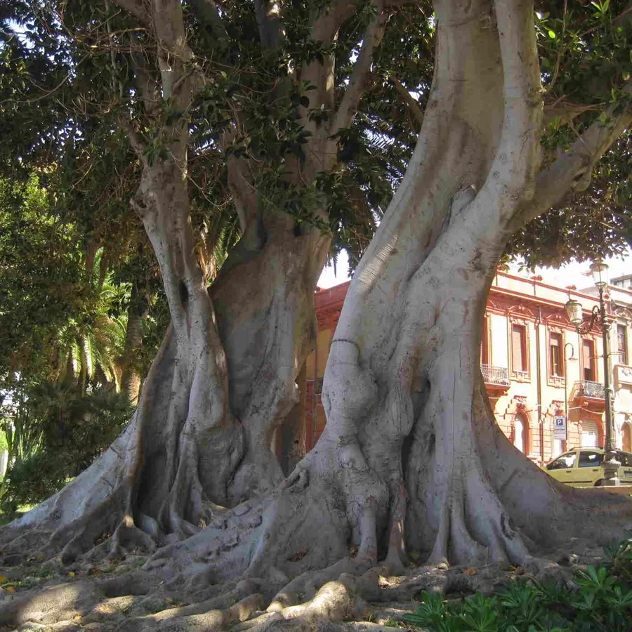 Reggio, Merenda: «Non stiamo abbattendo alberi. In arrivo il piano di Gestione del Verde Urbano»