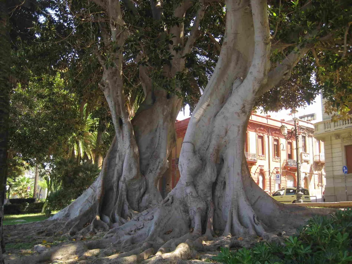 Reggio, al via la potatura dei ficus monumentali sul lungomare Falcomatà