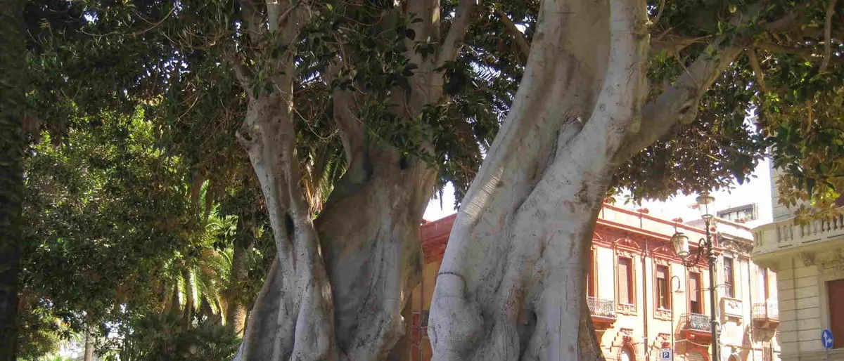 Reggio, Merenda: «Non stiamo abbattendo alberi. In arrivo il piano di Gestione del Verde Urbano»