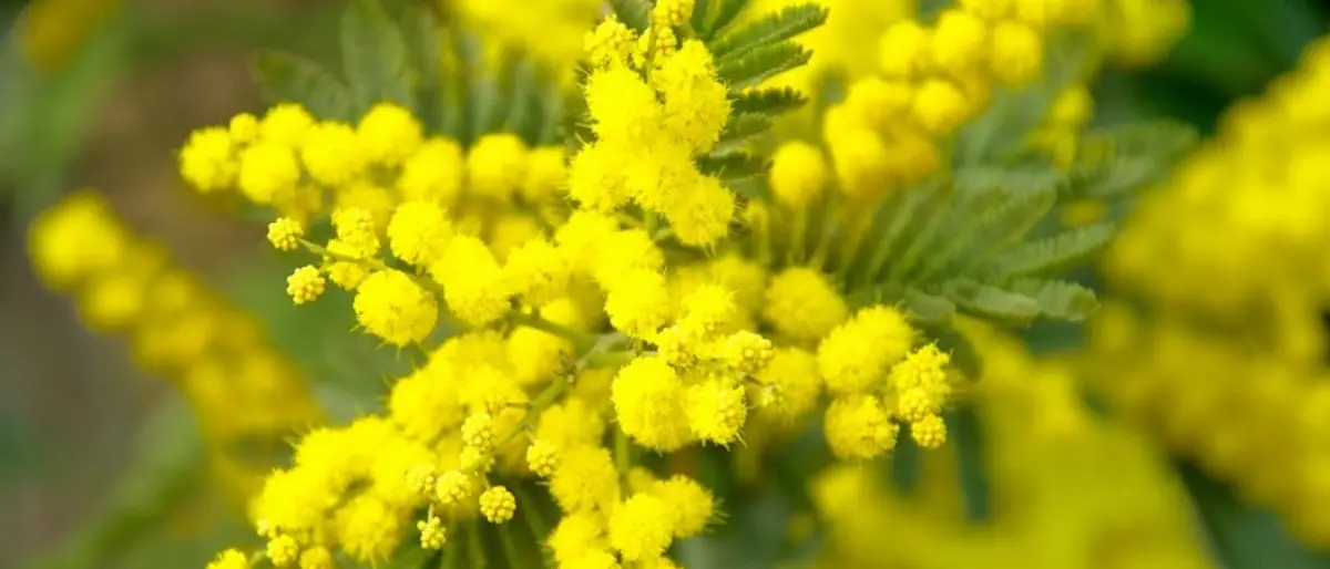 Cna, Confartigianato, Confcommercio e Confindustria celebrano assieme la Giornata della donna