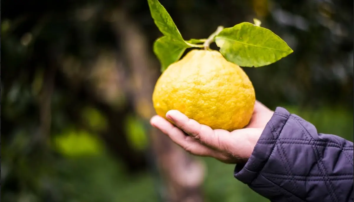 Bergarè: ad ottobre va in scena il bergamotto reggino