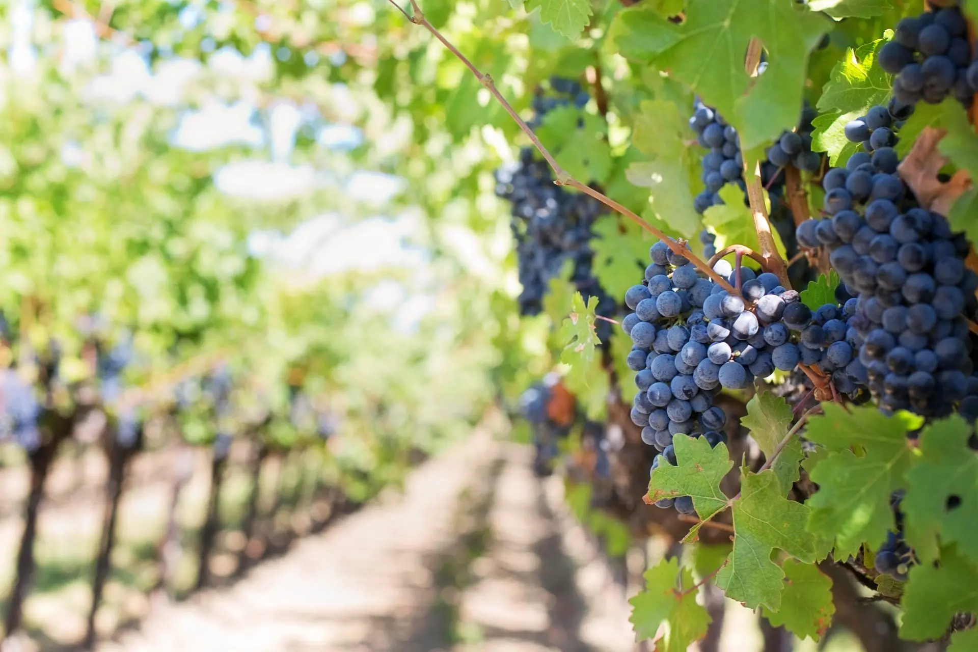 Calabria, vendemmia da record: produzione +15% e qualità in crescita