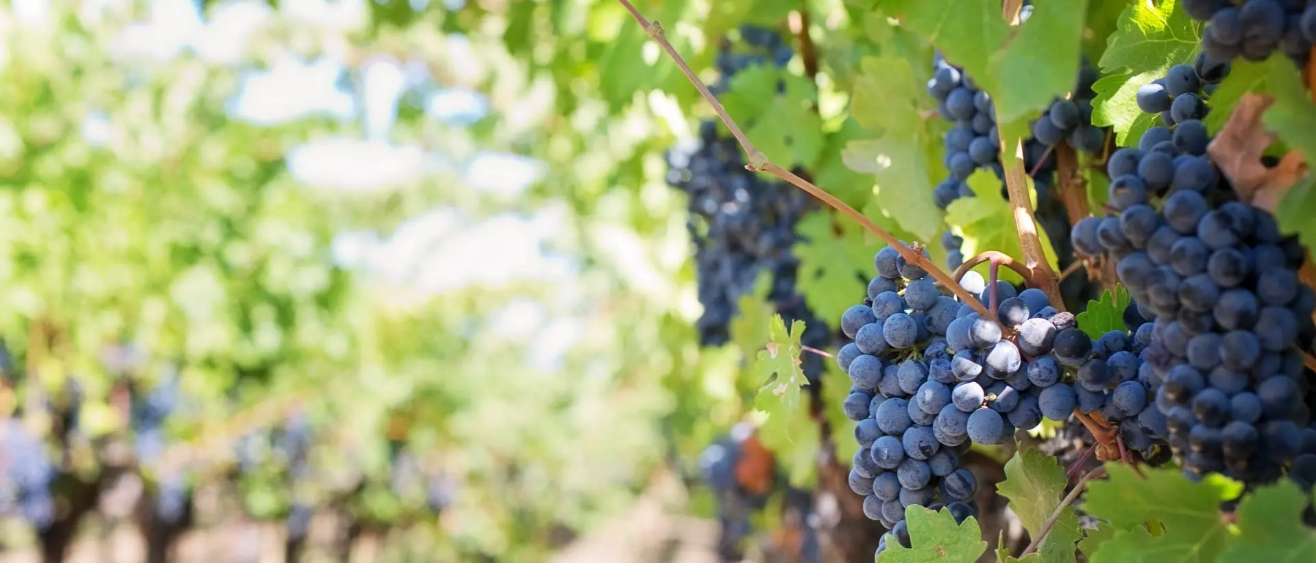 Calabria, vendemmia da record: produzione +15% e qualità in crescita