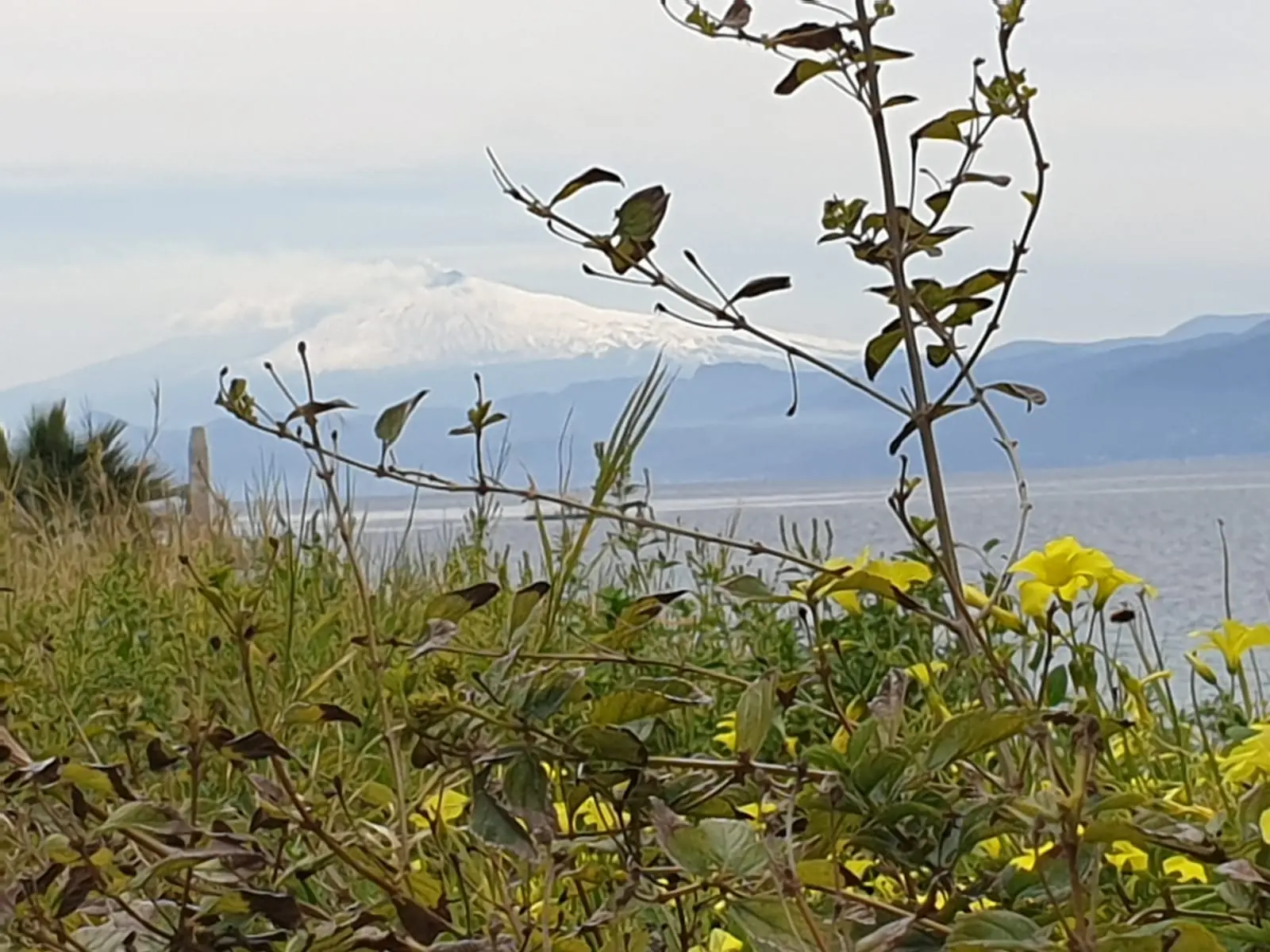 IL GIALLO DEL BIANCO