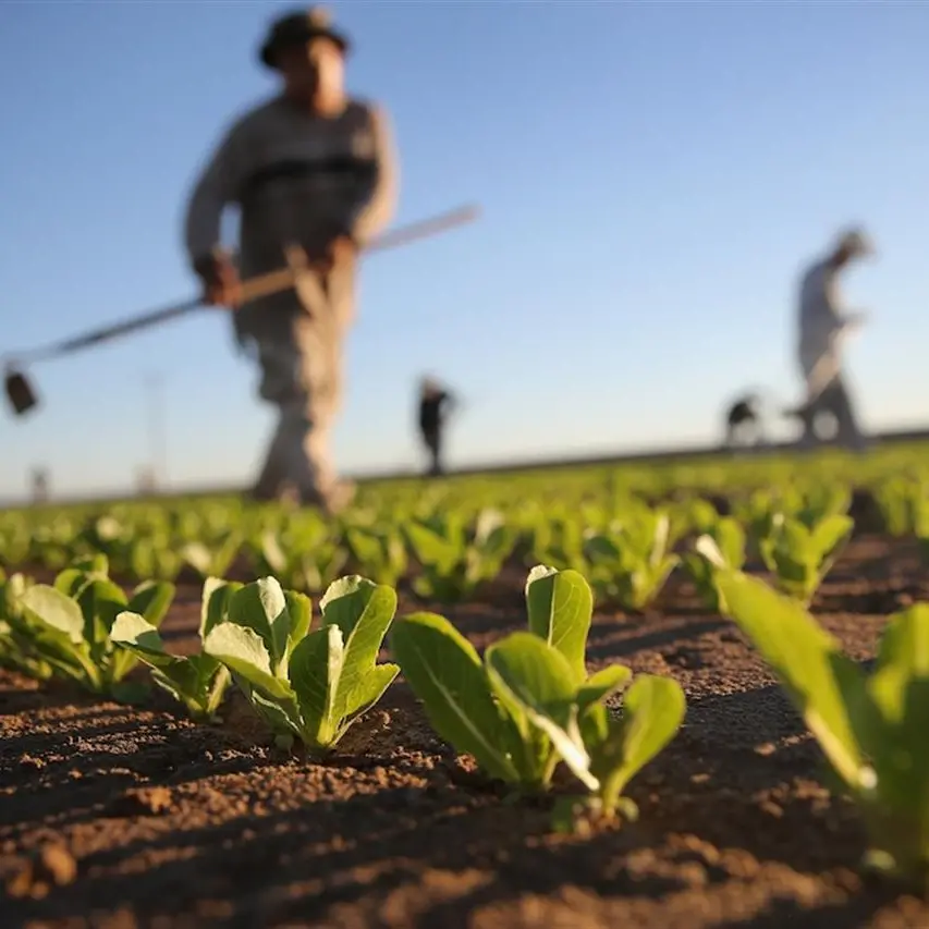 Caldo, l'allarme della Copagri: «Ingenti danni alle colture per le alte temperature»