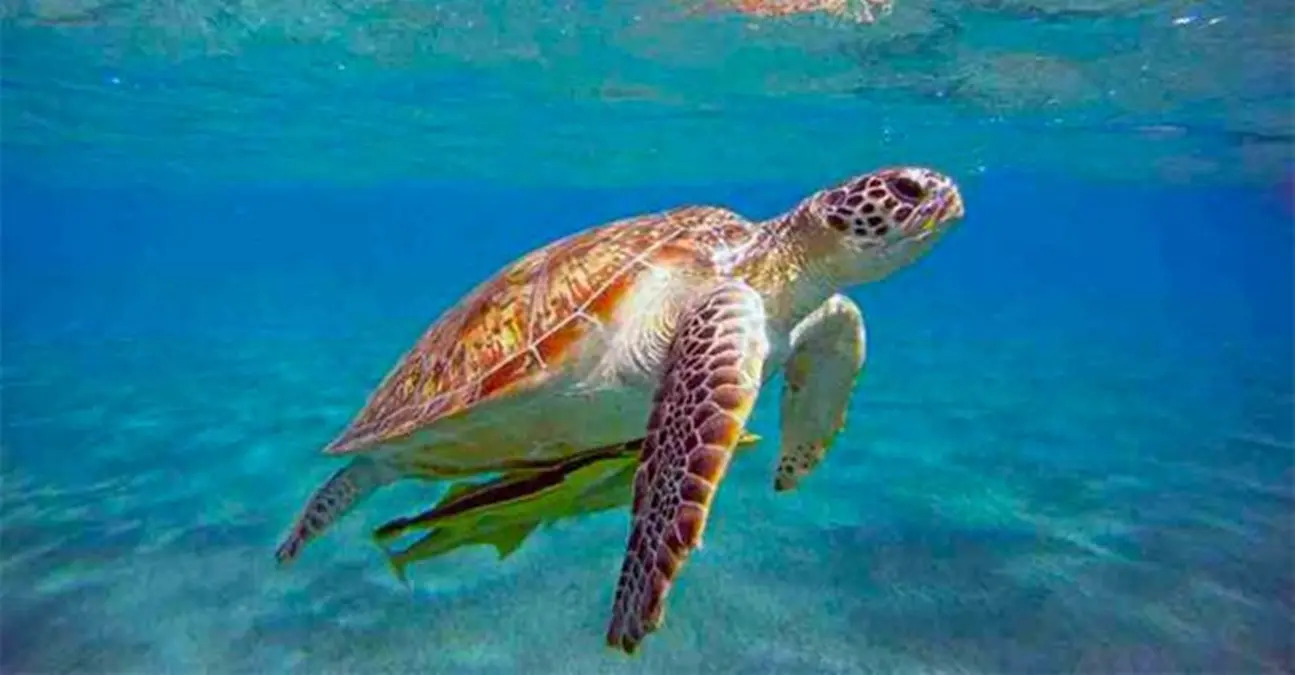 Caretta Caretta, Legambiente: «Positivo il divieto di uso mezzi meccanici per pulizia spiagge posto dalla Regione»