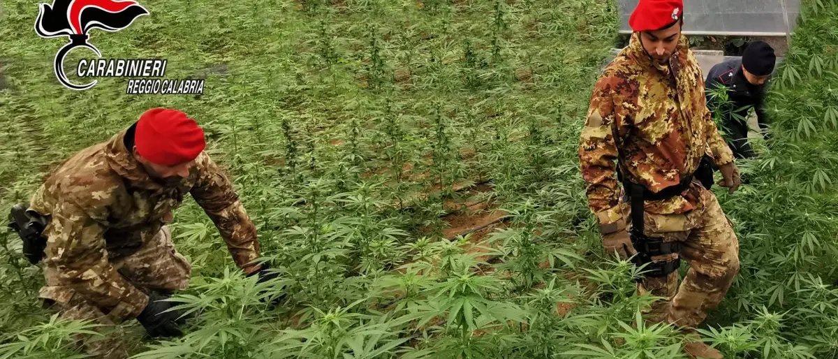 Roghudi, scoperti dai carabinieri piantagione di marijuana e un essiccatoio