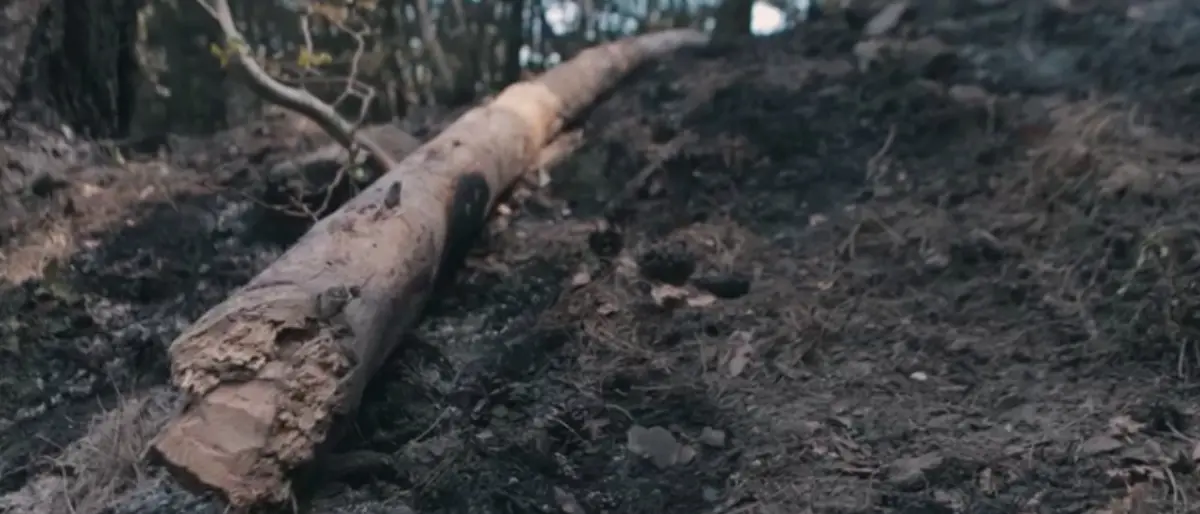 Incendi boschivi Calabria, Pd: «Nel 2025 il 70% delle foreste italiane bruciate è nella nostra regione»