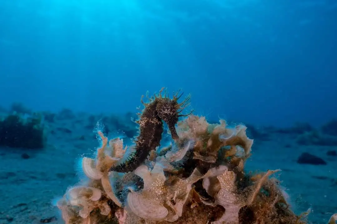 IN FONDO AL MAR