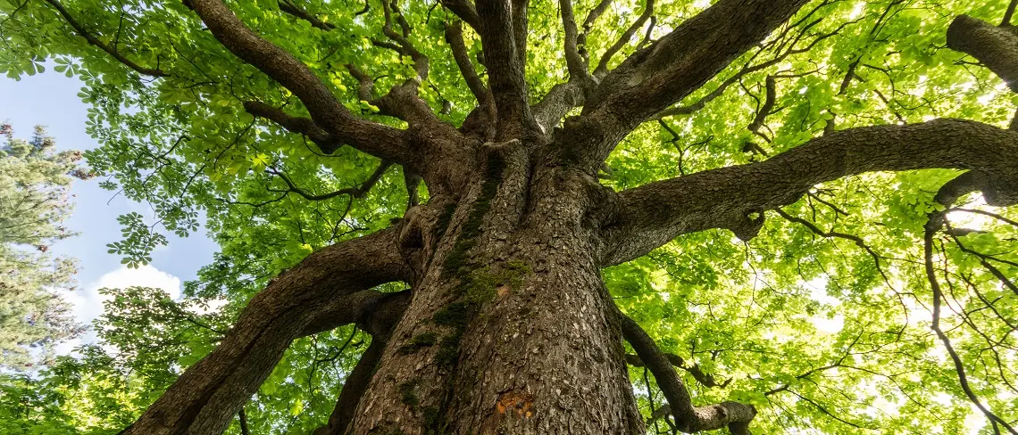 ANIA: un appello per salvare il patrimonio verde di Contrada Armacà