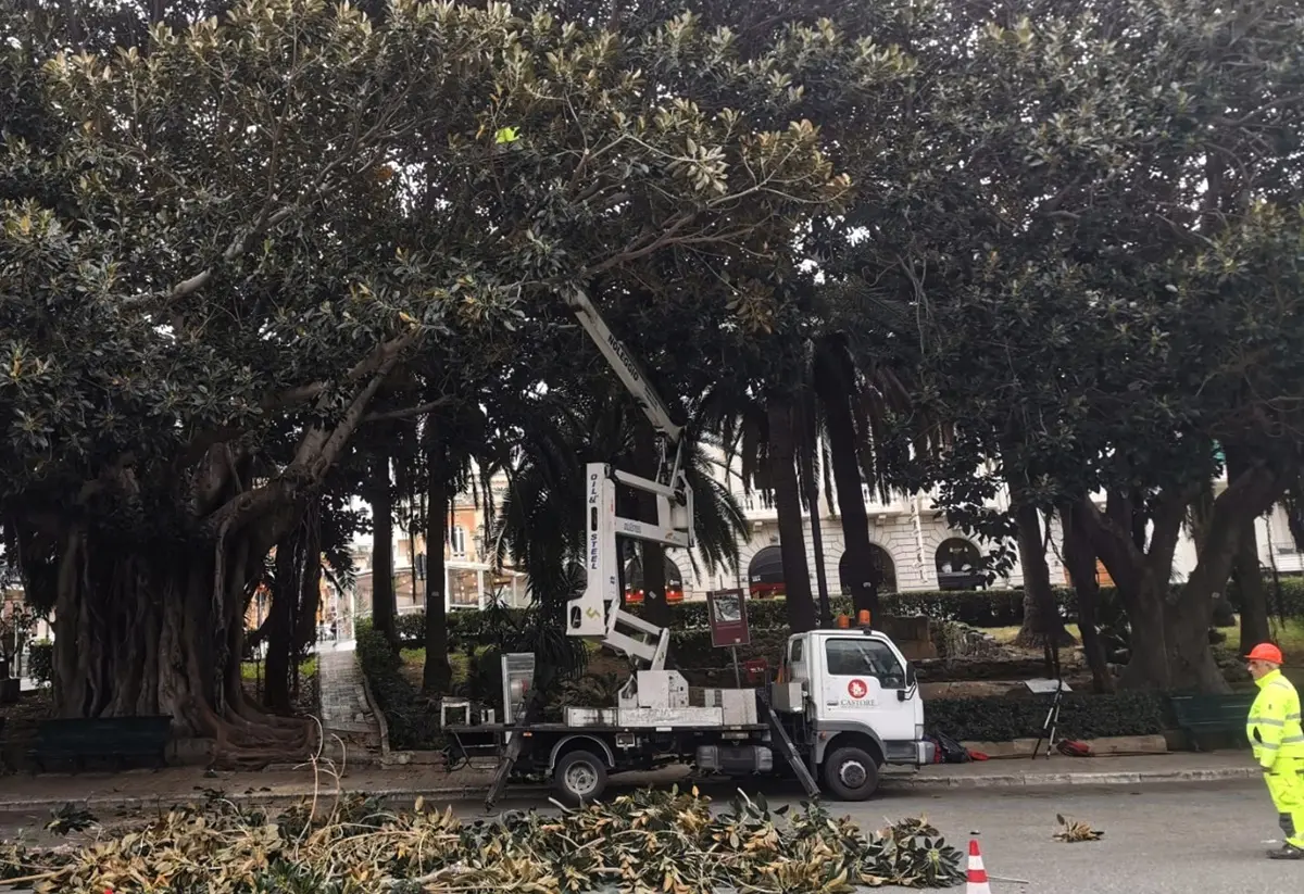 Reggio, modifiche traffico veicolare per potature alberi di pregio