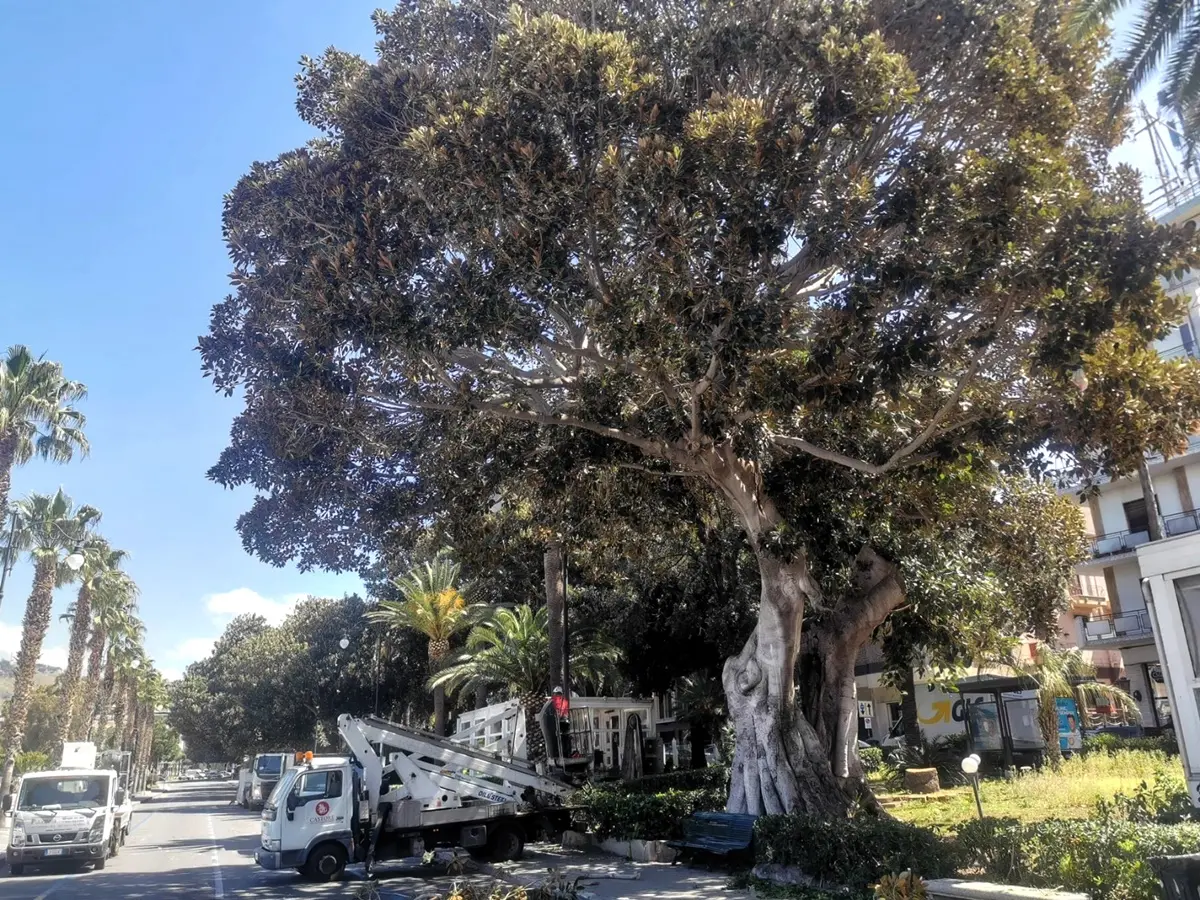 Reggio, prosegue l'attività di potatura degli alberi di pregio del corso Falcomatà