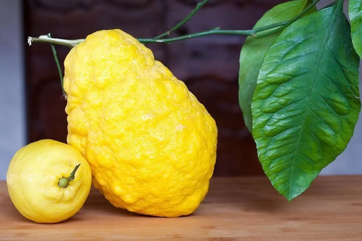 Cedro di Calabria, la Regione investe a sostegno della competitività aziendale