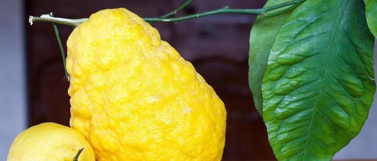 Cedro di Calabria, la Regione investe a sostegno della competitività aziendale