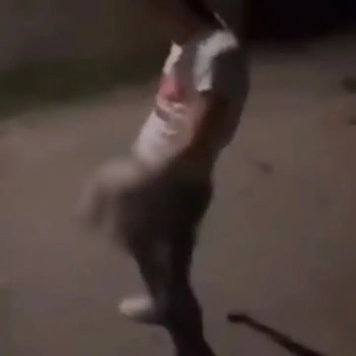 Orrore nel Reggino, seviziano un gatto e poi lo lanciano: il video pubblicato sui social