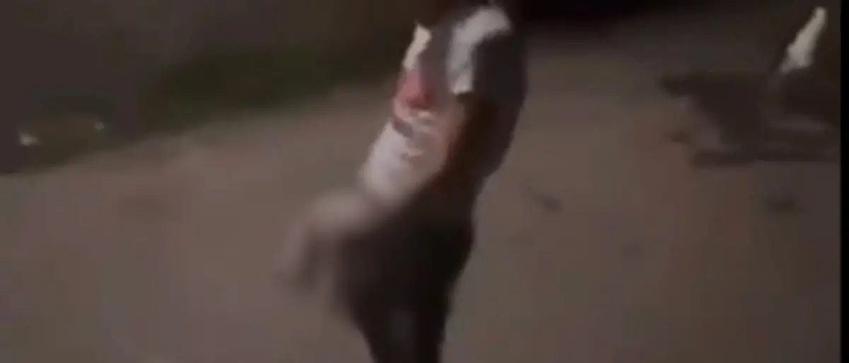 Orrore nel Reggino, seviziano un gatto e poi lo lanciano: il video pubblicato sui social