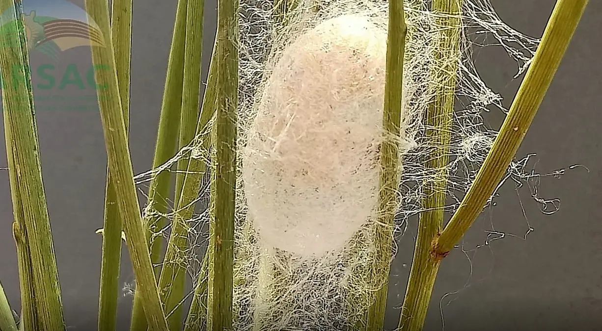 Reggio, il ciclo vitale del baco nel video “L’origine del filo di seta” - VIDEO