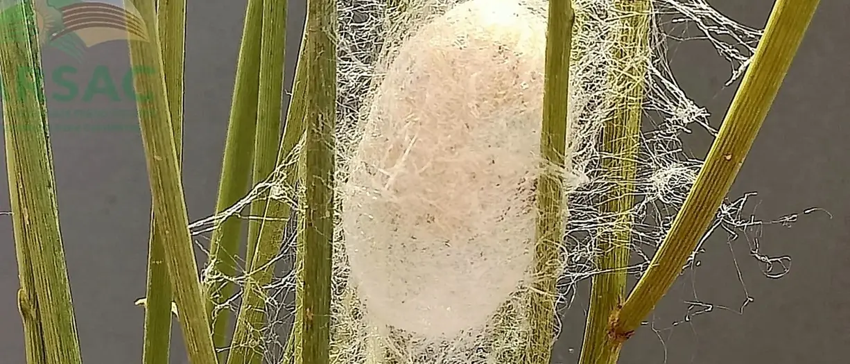 Reggio, il ciclo vitale del baco nel video “L’origine del filo di seta” - VIDEO