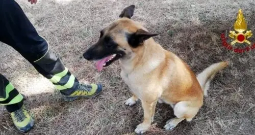 Molochio, ritrovato l'uomo scomparso ieri sera: individuato dalle unità cinofile