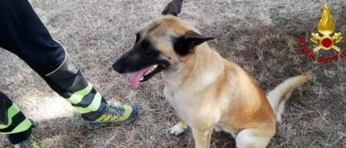 Molochio, ritrovato l'uomo scomparso ieri sera: individuato dalle unità cinofile