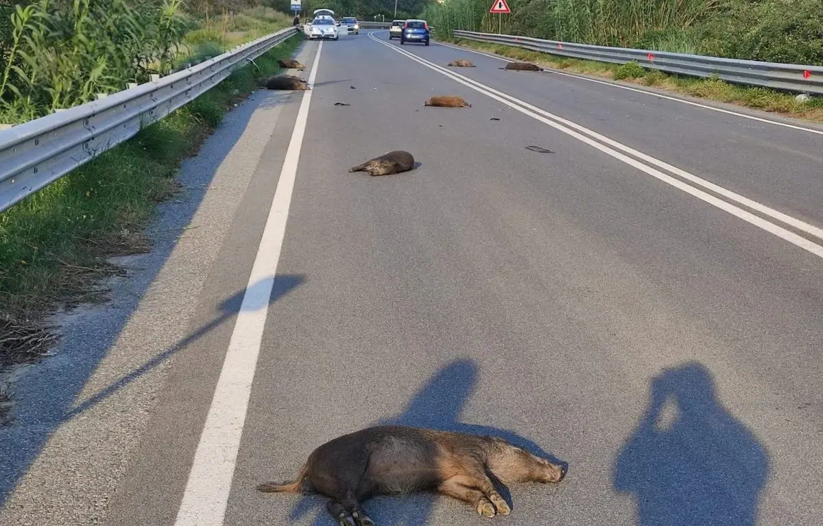Incidente sulla Gallico-Gambarie: morti 7 cinghiali