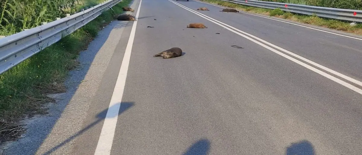 Incidente sulla Gallico-Gambarie: morti 7 cinghiali
