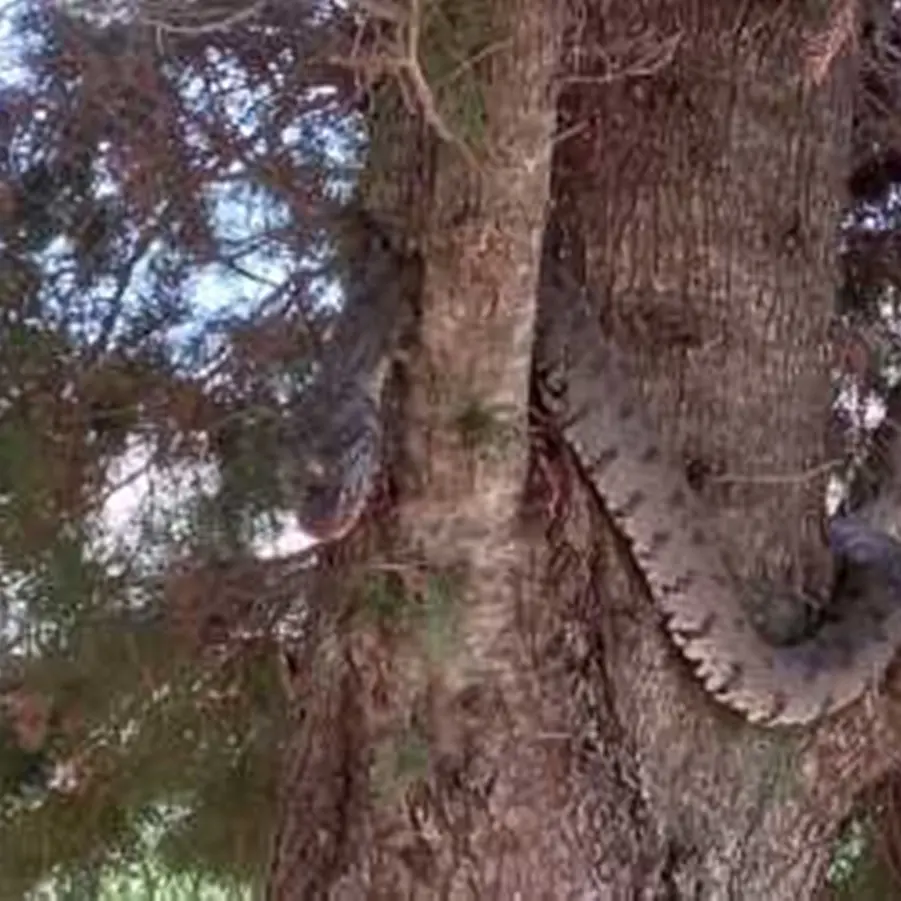 Messina, grosso serpente avvistato in contrada Guggittu