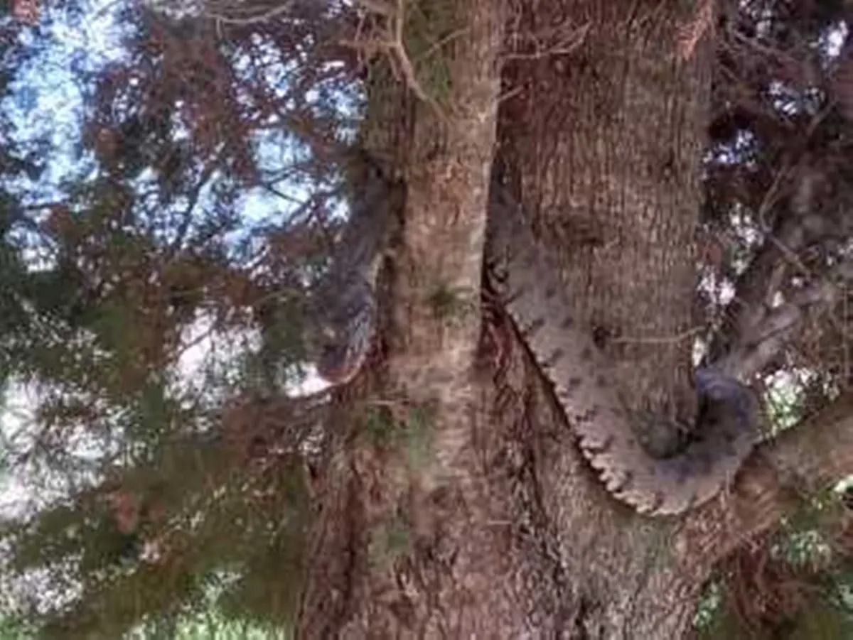 Messina, grosso serpente avvistato in contrada Guggittu