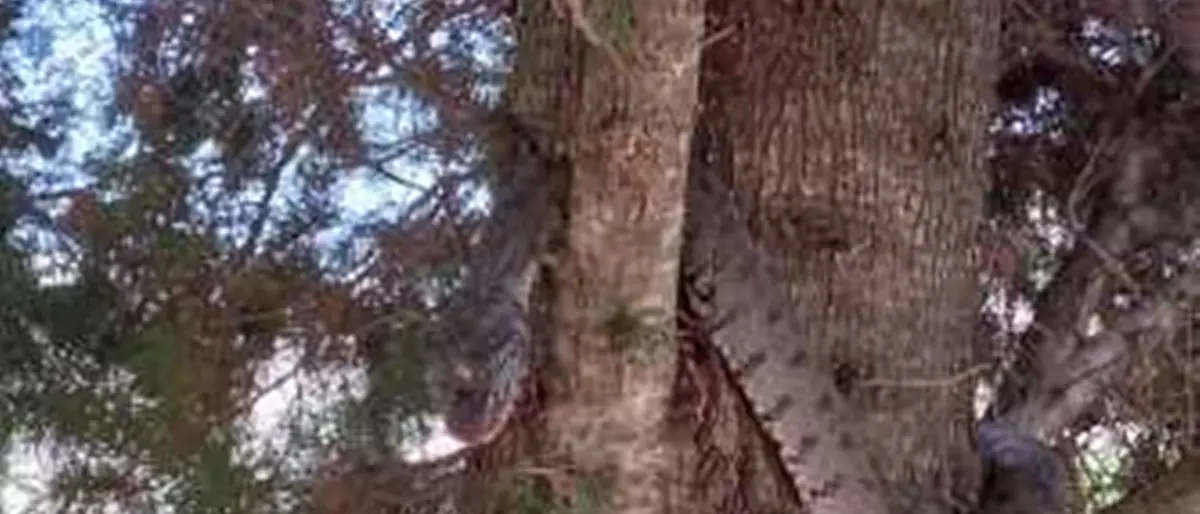 Messina, grosso serpente avvistato in contrada Guggittu