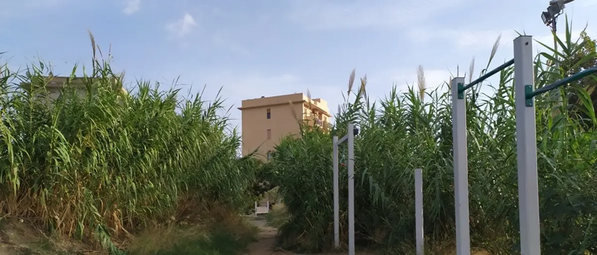 Parco Botteghelle a Reggio “trasformato” in un canneto - FOTO