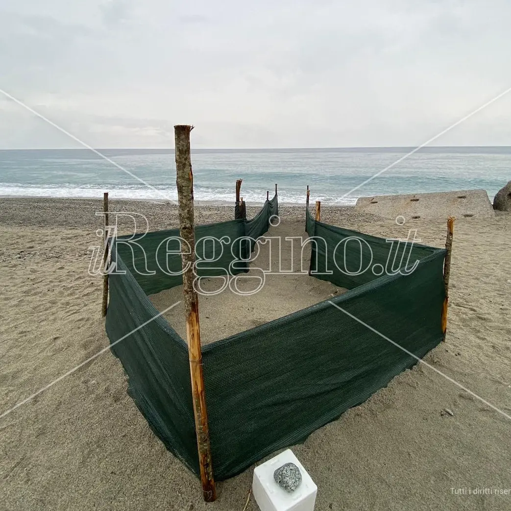 Caulonia, scoperto a due mesi dalla deposizione delle uova un nido di tartaruga marina