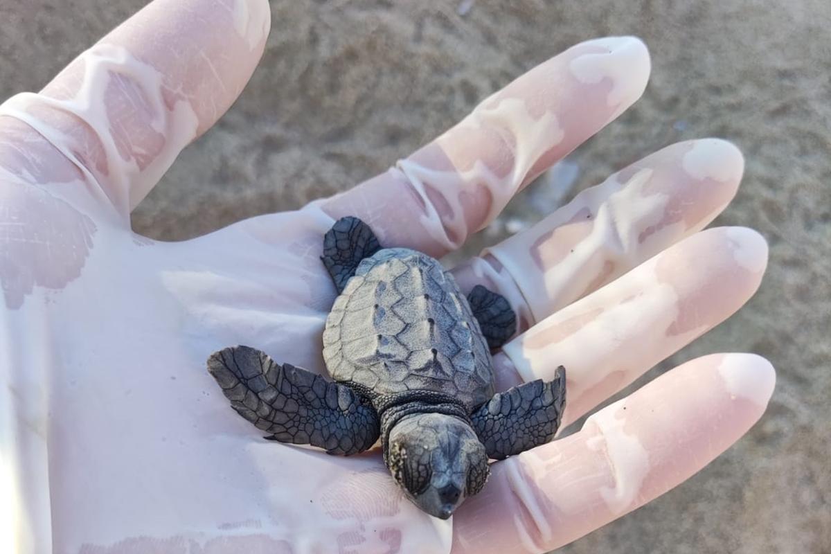 tartarughe-marine-la-calabria-la-meta-pi-ambita-dalle-caretta-caretta