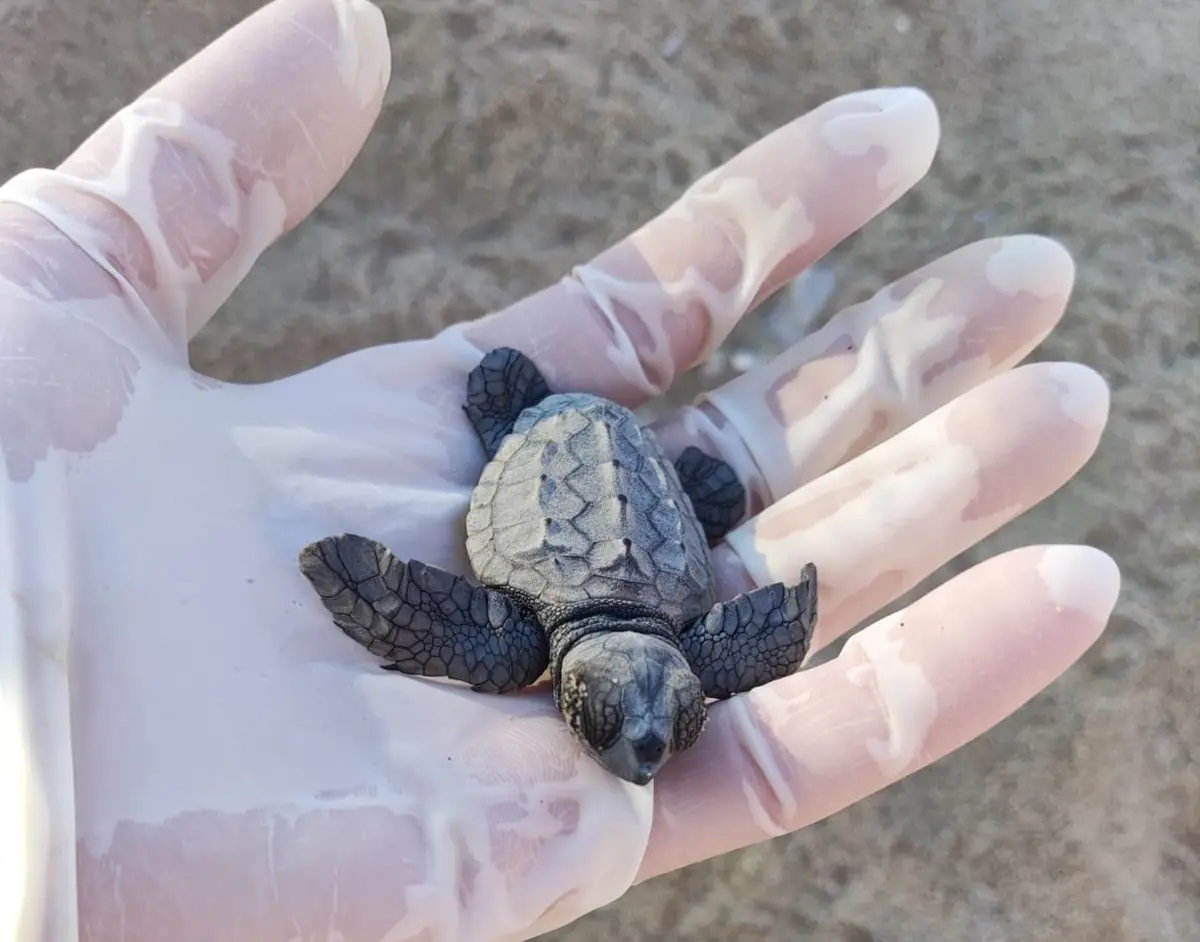 Tartarughe marine: la Calabria è la meta più ambita dalle \"Caretta caretta\"
