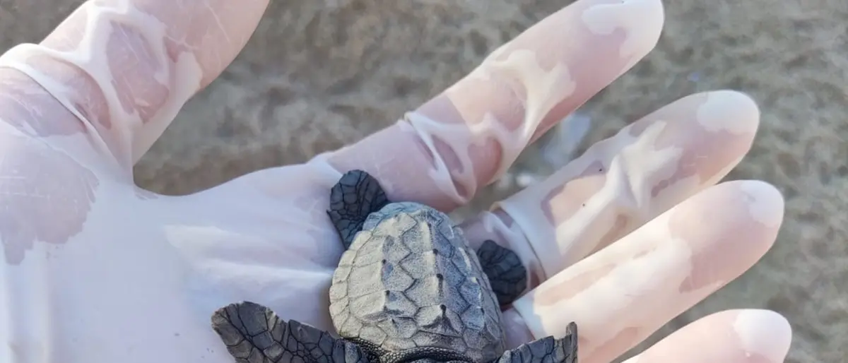 Tartarughe marine: la Calabria è la meta più ambita dalle \"Caretta caretta\"