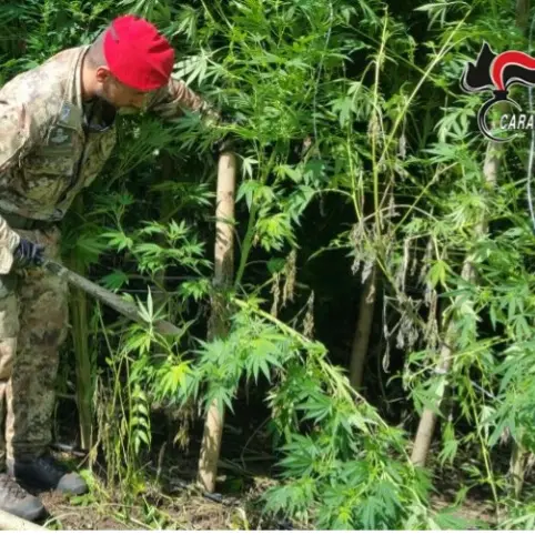 Gioiosa Ionica, scoperta una piantagione di cannabis