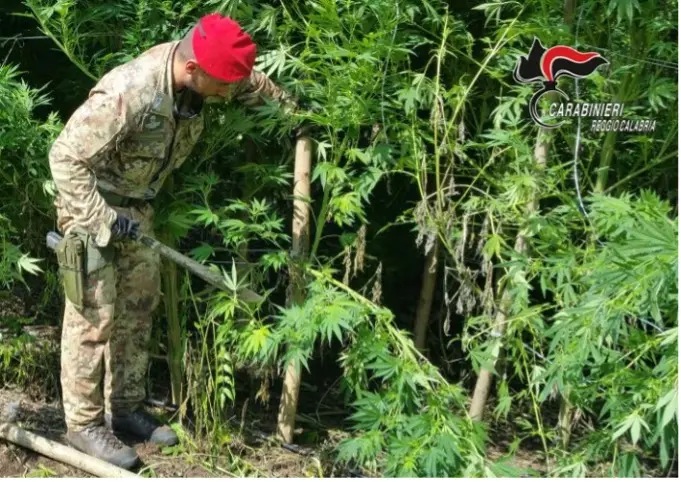 Gioiosa Ionica, scoperta una piantagione di cannabis